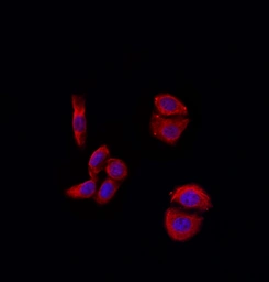 Anti-MMP11 antibody used in Immunocytochemistry/ Immunofluorescence (ICC/IF). GTX05076