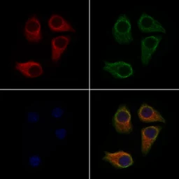 Anti-SLC16A5 antibody used in Immunocytochemistry/ Immunofluorescence (ICC/IF). GTX05079