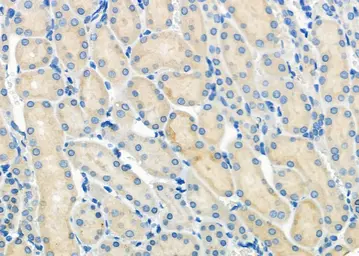 Anti-SLC16A5 antibody used in IHC (Paraffin sections) (IHC-P). GTX05079