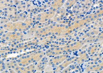 Anti-SLC16A5 antibody used in IHC (Paraffin sections) (IHC-P). GTX05079