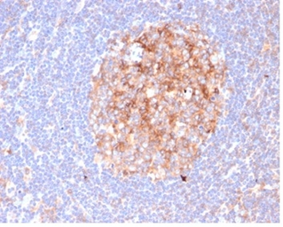 Anti-CD86 antibody [C86/6500R] used in IHC (Paraffin sections) (IHC-P). GTX05083