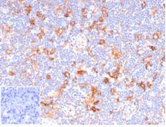 Anti-CD86 antibody [C86/6500R] used in IHC (Paraffin sections) (IHC-P). GTX05083