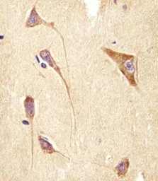 Anti-GNG2 antibody used in IHC (Paraffin sections) (IHC-P). GTX05089