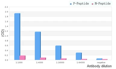 Anti-FAK (phospho Tyr861) antibody used in ELISA (ELISA). GTX05090