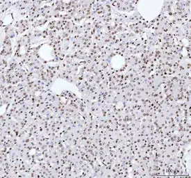 Anti-TAF15 antibody [27T75] used in IHC (Paraffin sections) (IHC-P). GTX05091