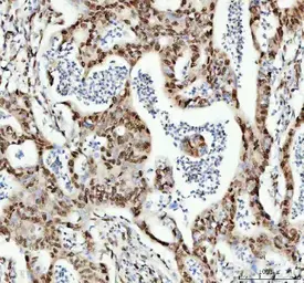 Anti-TAF15 antibody [27T75] used in IHC (Paraffin sections) (IHC-P). GTX05091