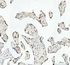 Anti-TAF15 antibody [27T75] used in IHC (Paraffin sections) (IHC-P). GTX05091