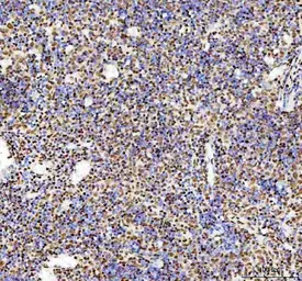 Anti-TAF15 antibody [27T75] used in IHC (Paraffin sections) (IHC-P). GTX05091