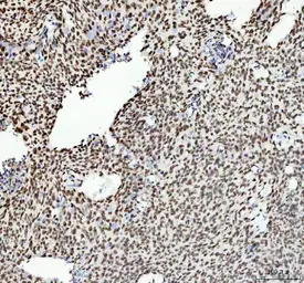 Anti-TAF15 antibody [27T75] used in IHC (Paraffin sections) (IHC-P). GTX05091