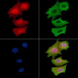 Anti-PKC gamma (phospho Thr514) antibody used in Immunocytochemistry/ Immunofluorescence (ICC/IF). GTX05095