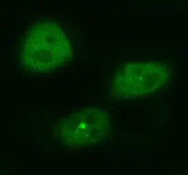 Anti-Haspin antibody used in Immunocytochemistry/ Immunofluorescence (ICC/IF). GTX05096