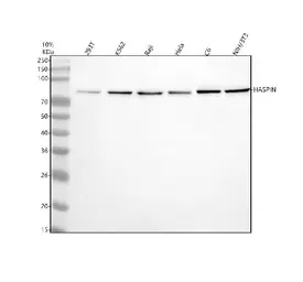 Anti-Haspin antibody used in Western Blot (WB). GTX05096