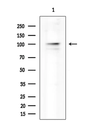 Anti-NLRP3 antibody used in Western Blot (WB). GTX05106