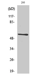 Anti-CLK1 antibody used in Western Blot (WB). GTX05111