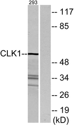 Anti-CLK1 antibody used in Western Blot (WB). GTX05111