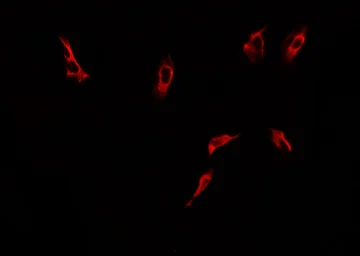 Anti-DRP1 (phospho Ser616) antibody used in Immunocytochemistry/ Immunofluorescence (ICC/IF). GTX05115