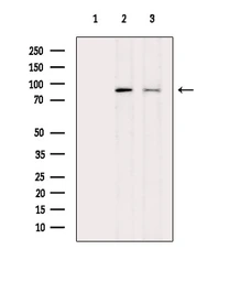 Anti-DRP1 (phospho Ser616) antibody used in Western Blot (WB). GTX05115