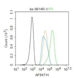 Anti-PPAR alpha antibody used in Flow cytometry (FCM). GTX05116