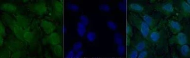Anti-O-GlcNAc antibody [RL2] used in Immunocytochemistry/ Immunofluorescence (ICC/IF). GTX05118