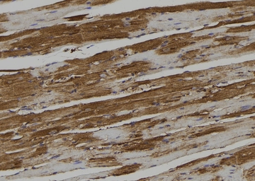 Anti-PKA C (phospho Thr198) antibody used in IHC (Paraffin sections) (IHC-P). GTX05119