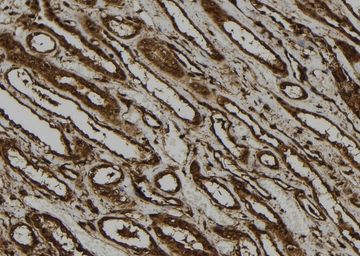 Anti-PKA C (phospho Thr198) antibody used in IHC (Paraffin sections) (IHC-P). GTX05119