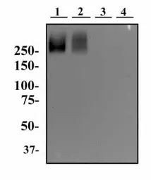 Anti-TRA-1-60 antigen antibody [TRA-1-60] used in Western Blot (WB). GTX05127