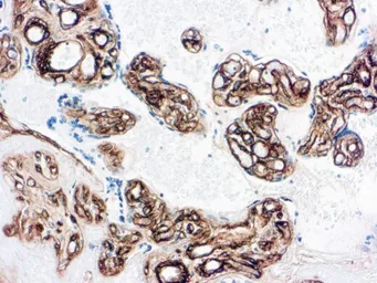 Anti-Collagen IV antibody [COL-94] (ready-to-use) used in IHC (Paraffin sections) (IHC-P). GTX05132