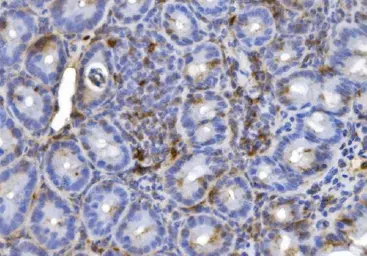 Anti-CD20 antibody used in IHC (Paraffin sections) (IHC-P). GTX05140