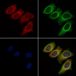 Anti-DRP1 antibody used in Immunocytochemistry/ Immunofluorescence (ICC/IF). GTX05148