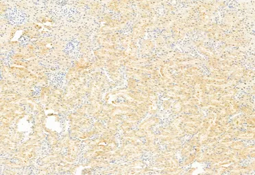 Anti-DRP1 antibody used in IHC (Paraffin sections) (IHC-P). GTX05148