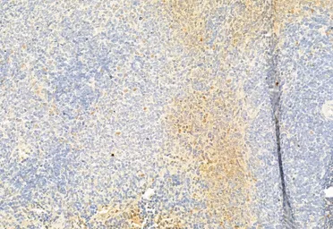 Anti-DRP1 antibody used in IHC (Paraffin sections) (IHC-P). GTX05148