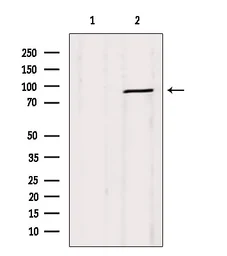 Anti-DRP1 antibody used in Western Blot (WB). GTX05148