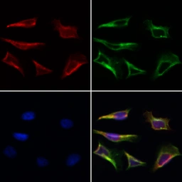 Anti-MFN2 antibody used in Immunocytochemistry/ Immunofluorescence (ICC/IF). GTX05151