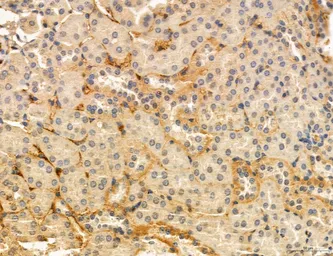 Anti-MFN2 antibody used in IHC (Paraffin sections) (IHC-P). GTX05151