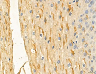 Anti-MFN2 antibody used in IHC (Paraffin sections) (IHC-P). GTX05151