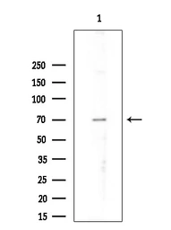 Anti-MFN2 antibody used in Western Blot (WB). GTX05151