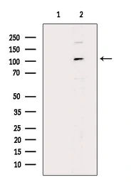 Anti-OPA1 antibody used in Western Blot (WB). GTX05152