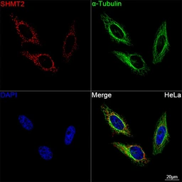 Anti-SHMT2 antibody [ARC78312] used in Immunocytochemistry/ Immunofluorescence (ICC/IF). GTX05153