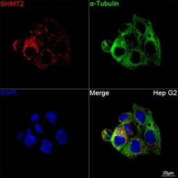 Anti-SHMT2 antibody [ARC78312] used in Immunocytochemistry/ Immunofluorescence (ICC/IF). GTX05153