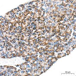 Anti-SHMT2 antibody [ARC78312] used in IHC (Paraffin sections) (IHC-P). GTX05153
