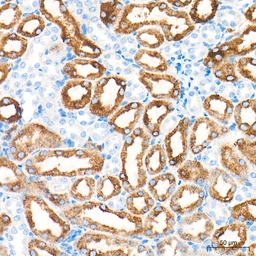 Anti-SHMT2 antibody [ARC78312] used in IHC (Paraffin sections) (IHC-P). GTX05153