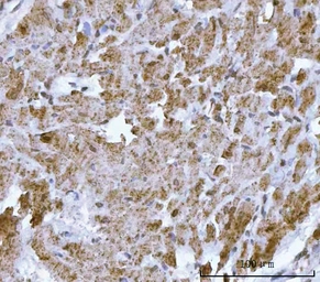 Anti-HBEGF antibody used in IHC (Paraffin sections) (IHC-P). GTX05154