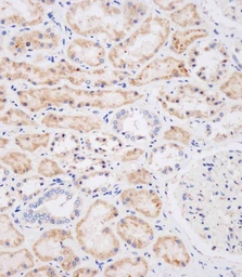 Anti-NEU2 antibody used in IHC (Paraffin sections) (IHC-P). GTX05157