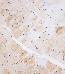 Anti-NEU2 antibody used in IHC (Paraffin sections) (IHC-P). GTX05157