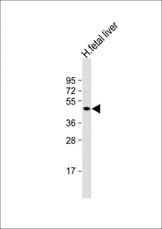 Anti-NEU2 antibody used in Western Blot (WB). GTX05157