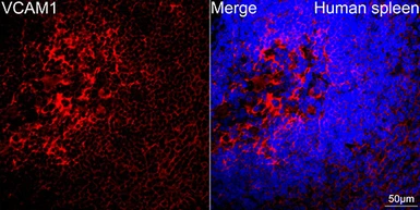Anti-VCAM1 / CD106 antibody used in IHC (Paraffin sections) (IHC-P). GTX05159