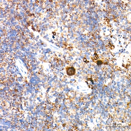 Anti-TGF beta 1 antibody [ARC3248] used in IHC (Paraffin sections) (IHC-P). GTX05163