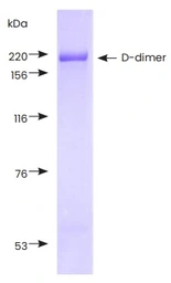 Human D-dimer protein. GTX05172-pro