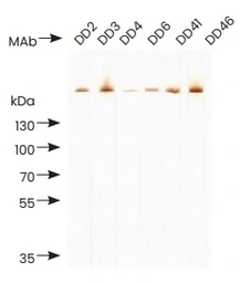 Anti-D-Dimer antibody [DD46] used in  (). GTX05175