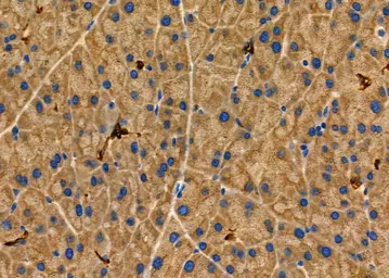 Anti-PKD2 antibody used in IHC (Paraffin sections) (IHC-P). GTX05176
